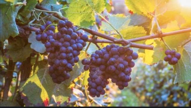 Terreno en Venta en N/A, -1 en Yecla