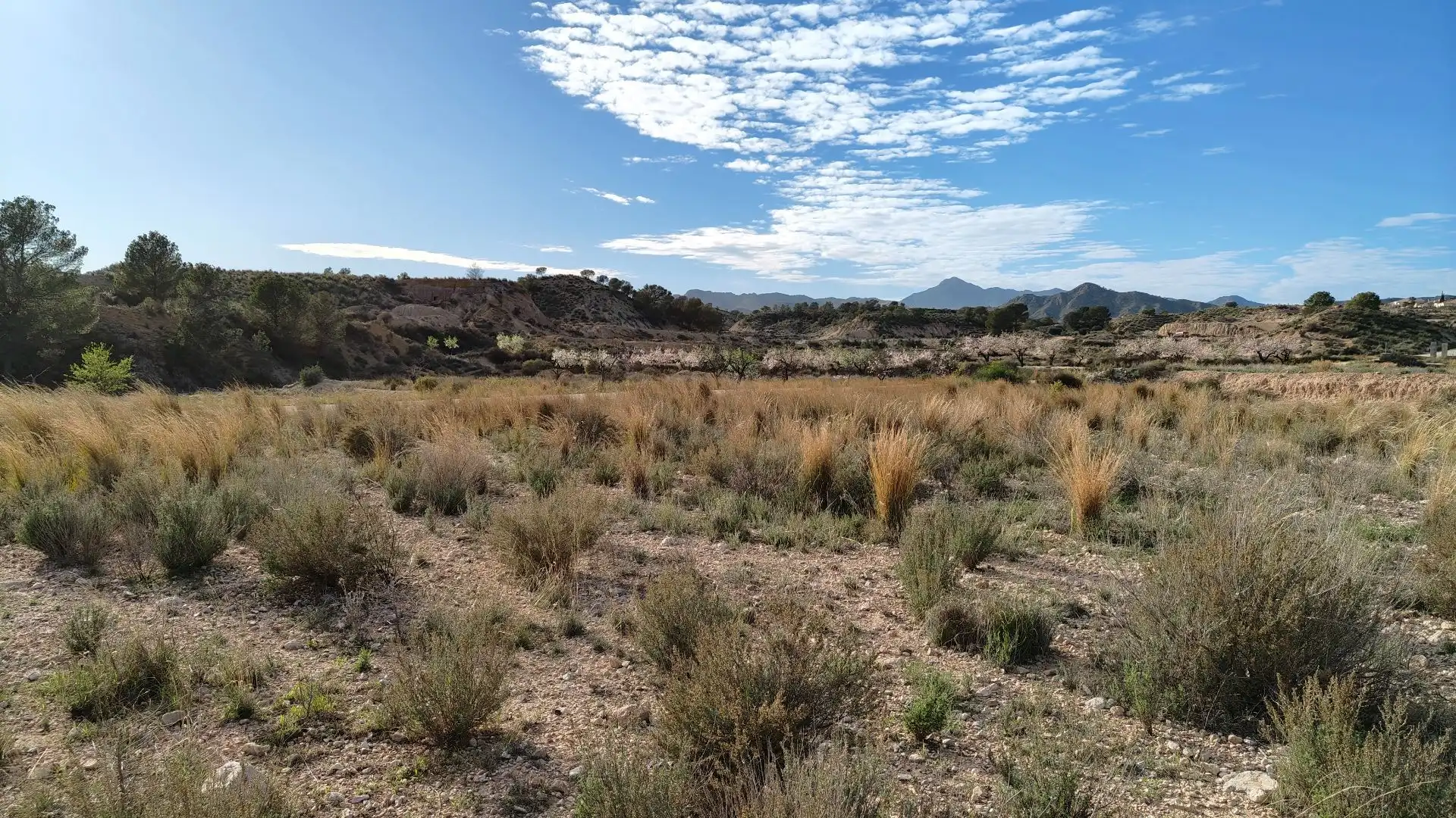 Lands and plots for sale in Abanilla, imagen 8