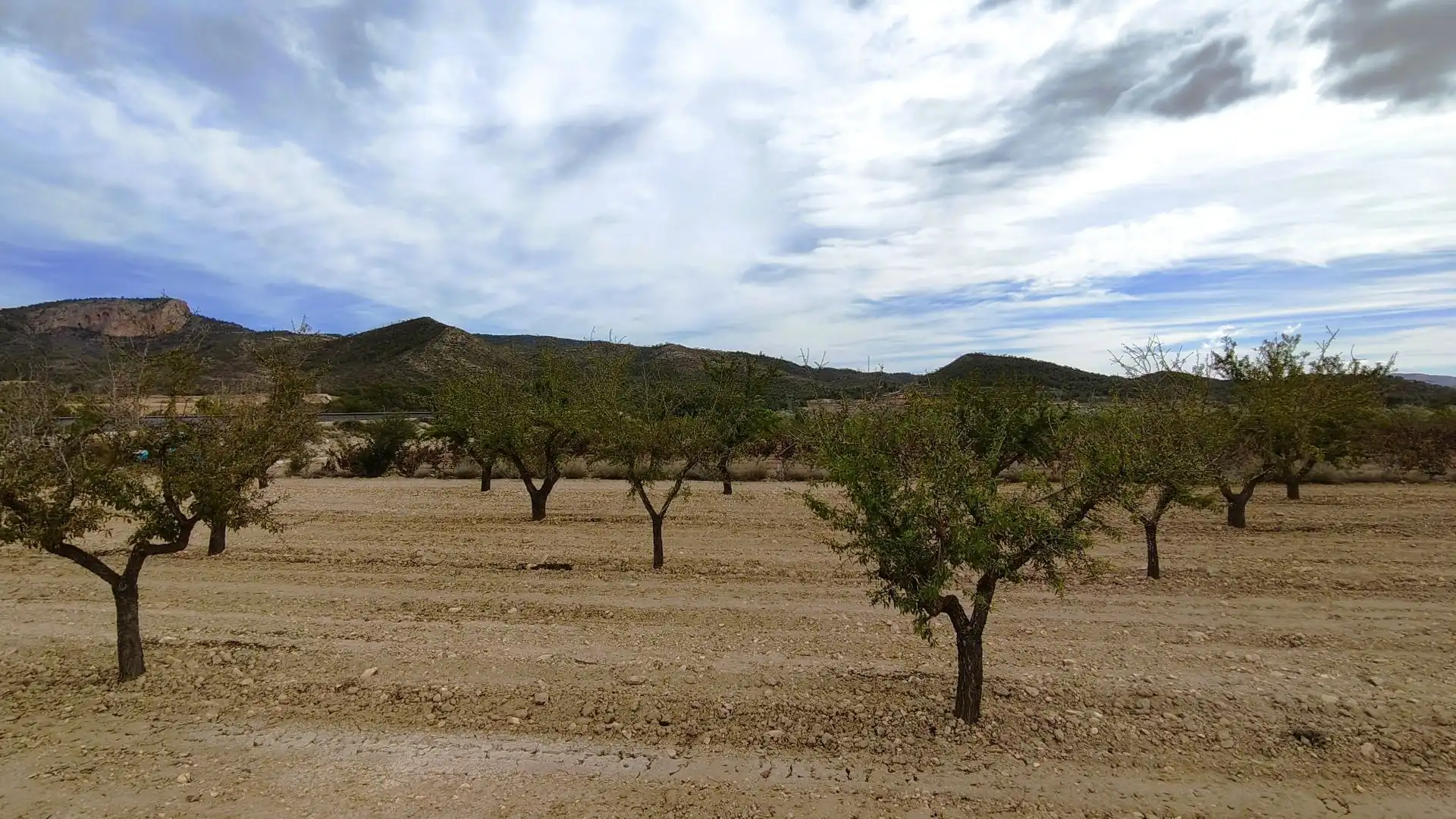 Rustikales Grundstück zum Verkauf in Monóvar  / Monòver, imagen 3