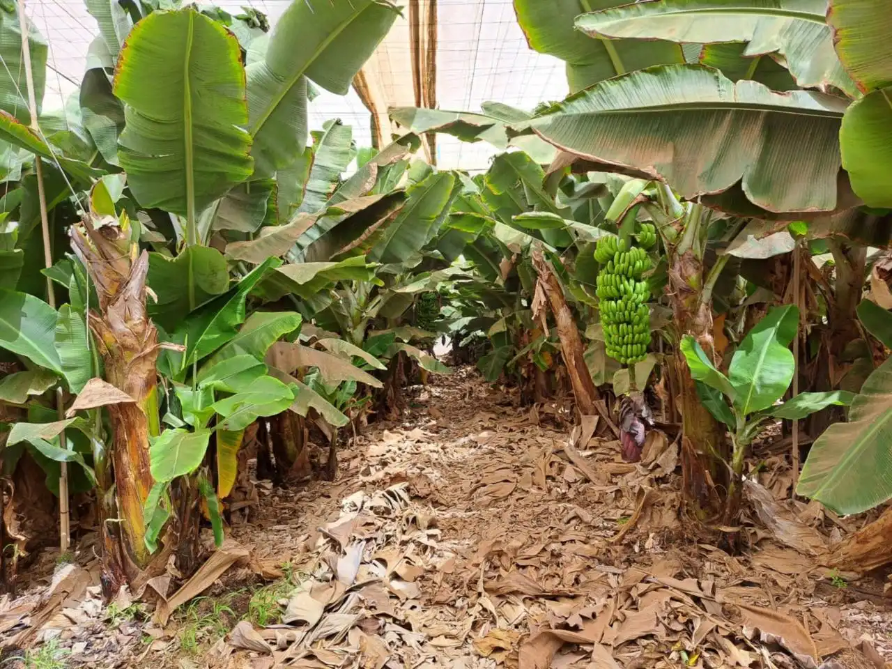 Rural land for sale in Cruce de Arinaga, imagen 7