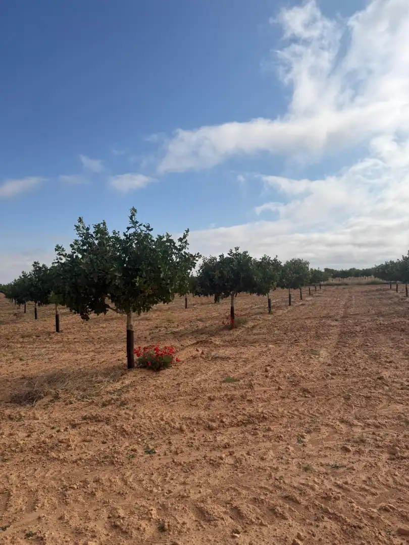 Terreno en venta en Iniesta
