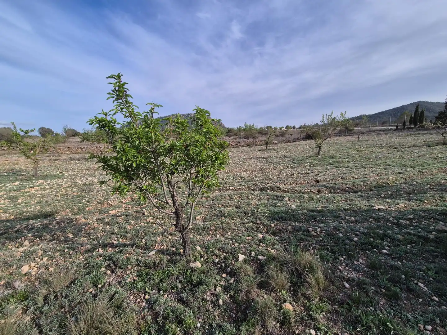 Casa o chalet en venta en Salinas