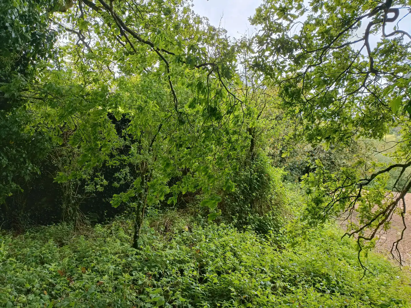 Casa o xalet en venda en Aranga amb Jardí privat i Traster