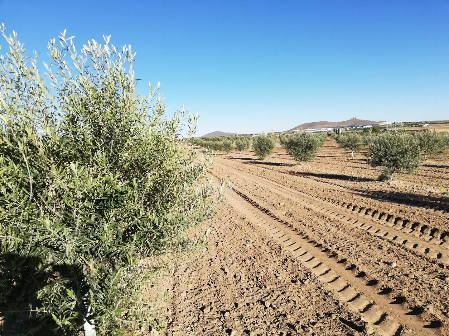 Rural land for sale in Almonacid de Toledo, imagen 2
