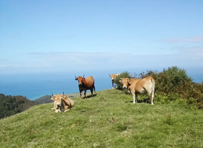 Wohnbaugrundstück zum Verkauf in Cudillero, imagen 17