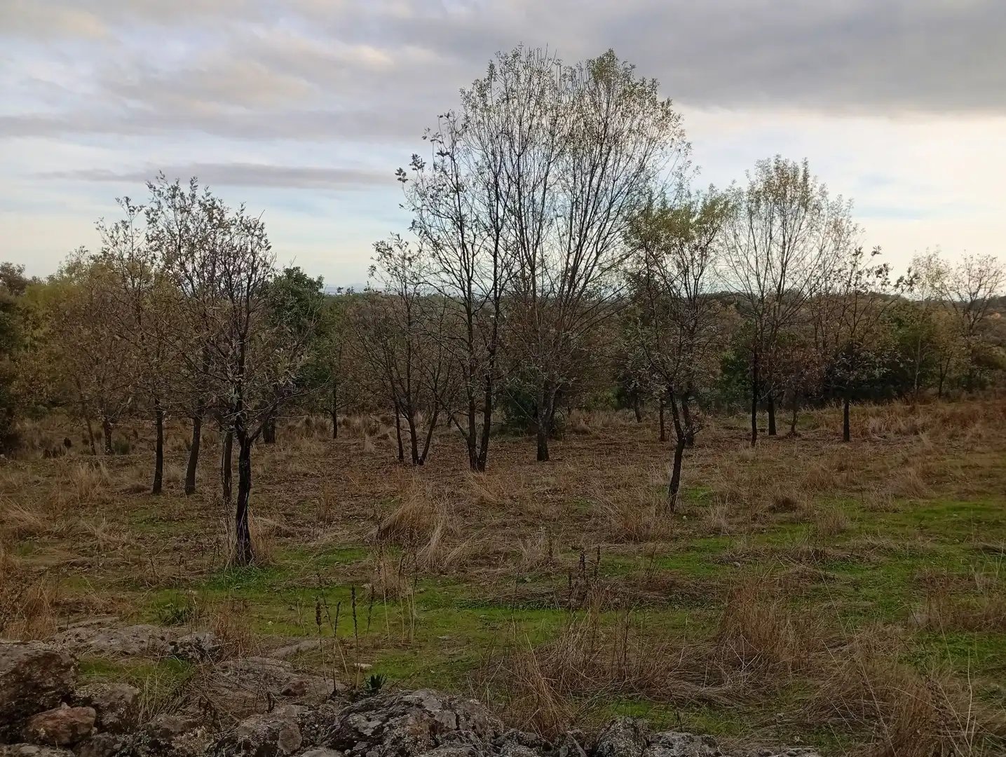 Terreni e lotti in vendita a Villanueva de la Vera, imagen 69