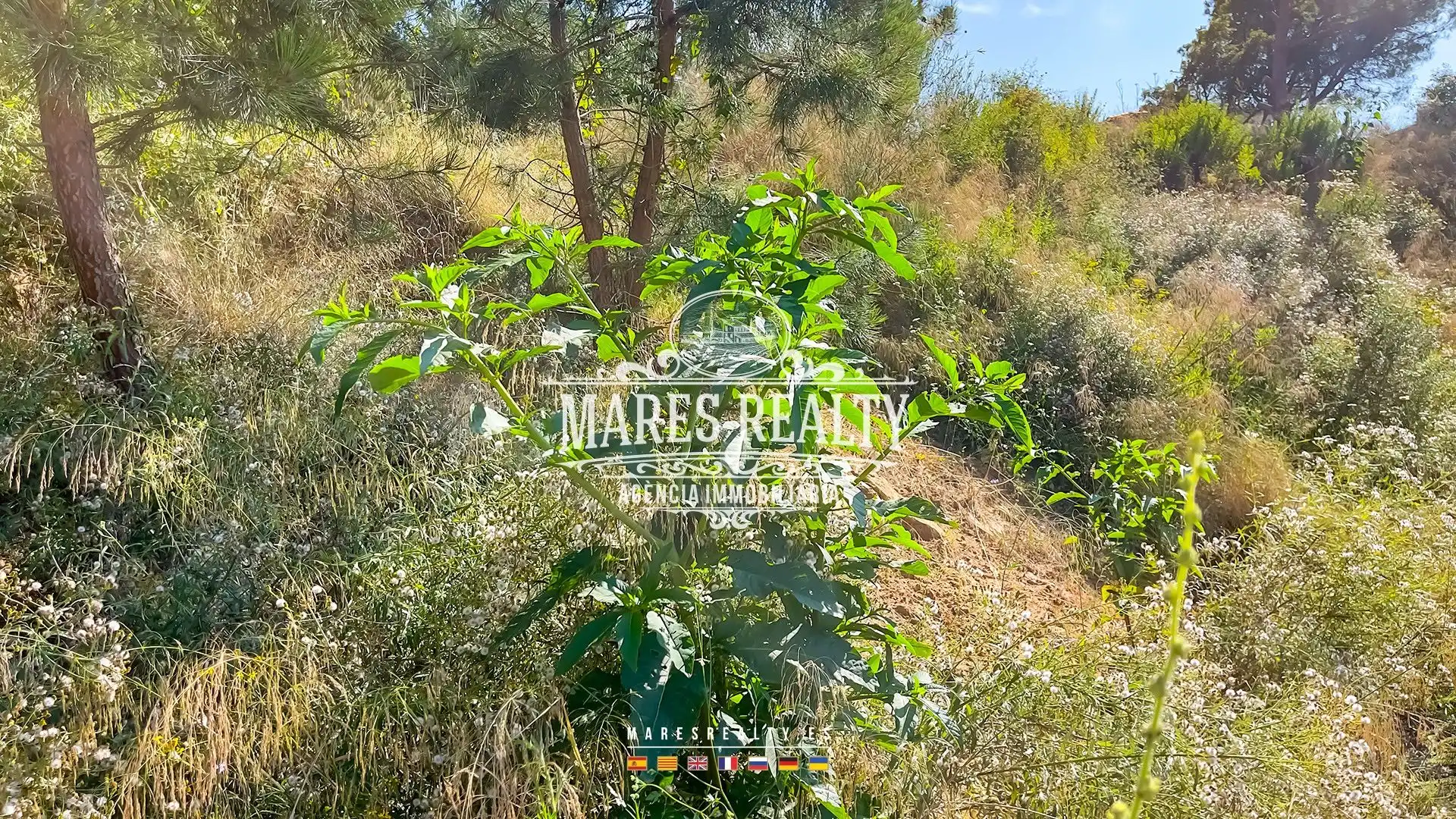 Terrenos y solares en venta en Serra Brava, imagen 5