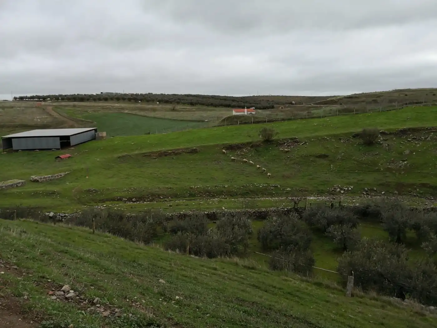 Finca rústica en venta en Belalcázar