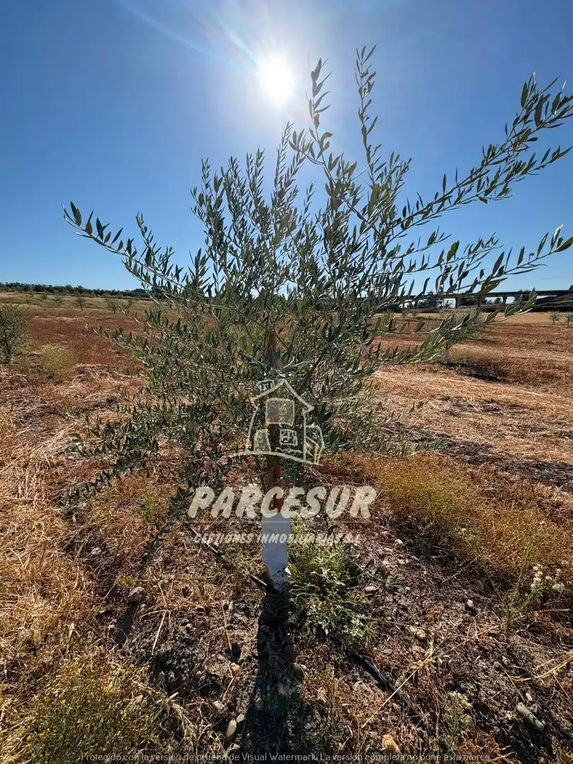 Terreno rustico in vendita a Periurbano Oeste - Sierra, imagen 11