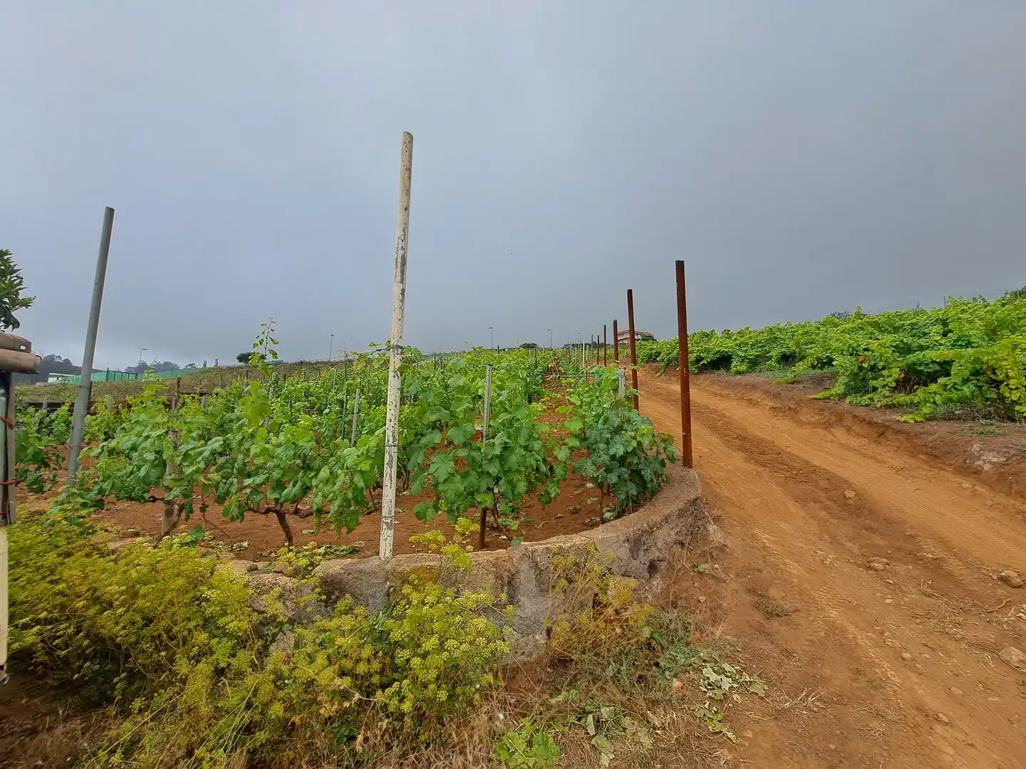 Rural land for sale in El Sauzal, imagen 15