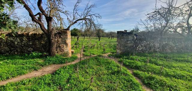 Terreno residencial en Venta en Santa Margalida Poble