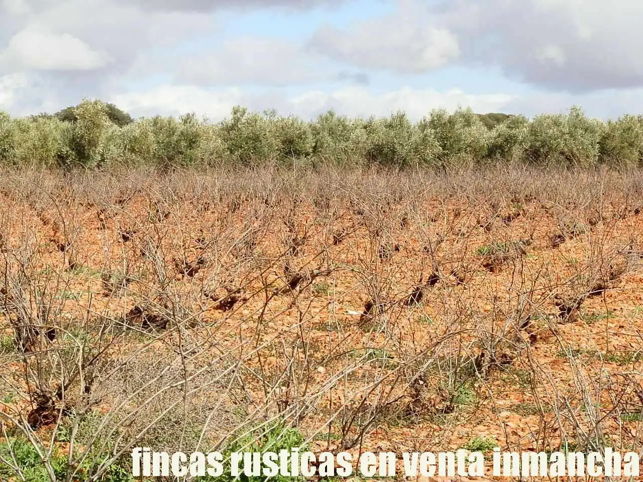 Rural land for sale in Valdepeñas, imagen 10