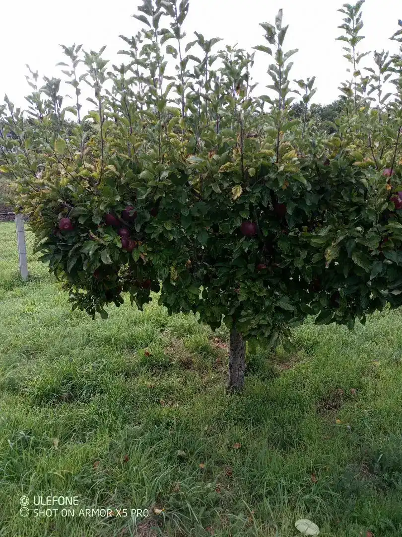Jardí de Casa adosada en venda en Boborás amb Jardí privat, Traster i Moblat