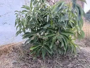 Jardí de Casa o xalet en venda en Tejeda amb Jardí privat, Terrassa i Traster