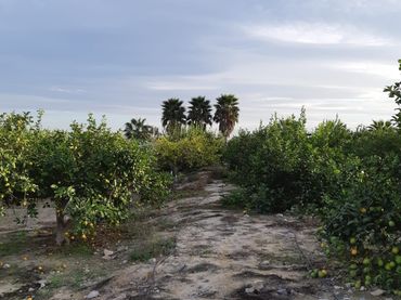 Casa rústica amb jardí en venda a San Miguel de Salinas