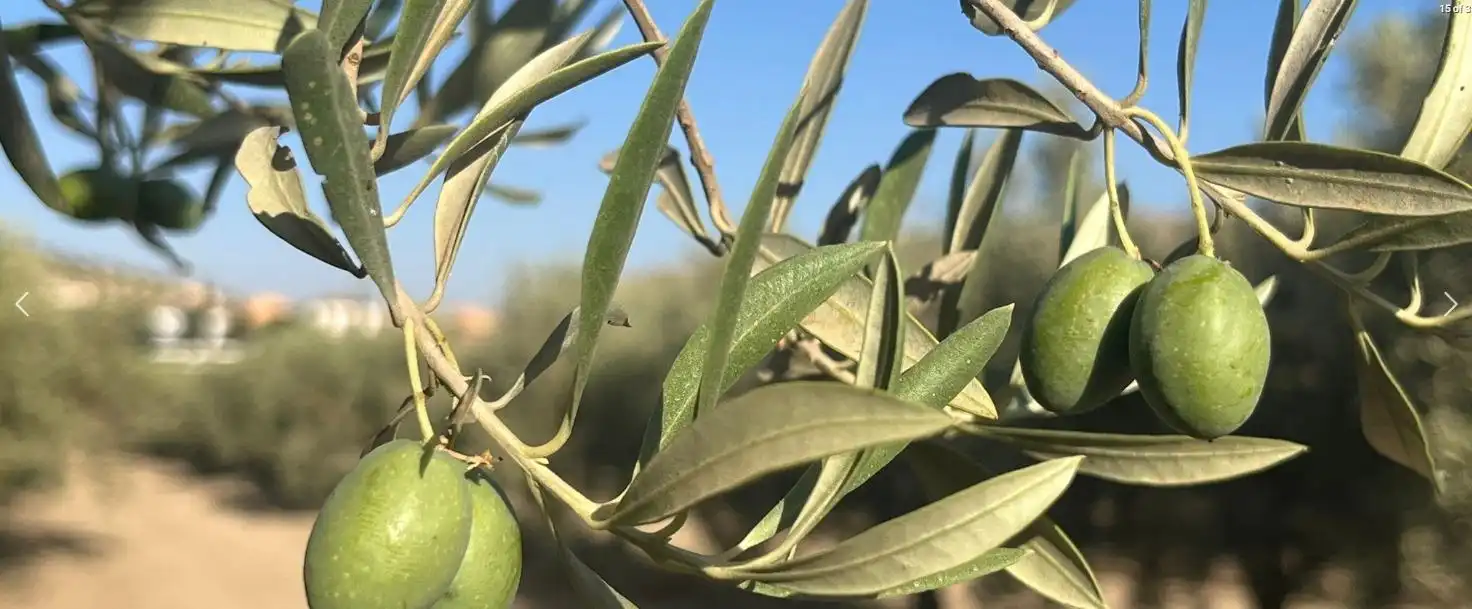 Finca rústica en venta en La Malahá