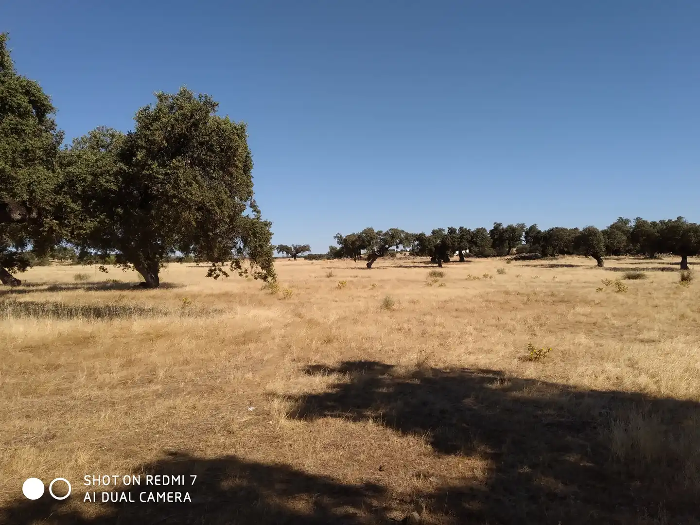 Terreny rústic en venda a Fuente Obejuna, imagen 3