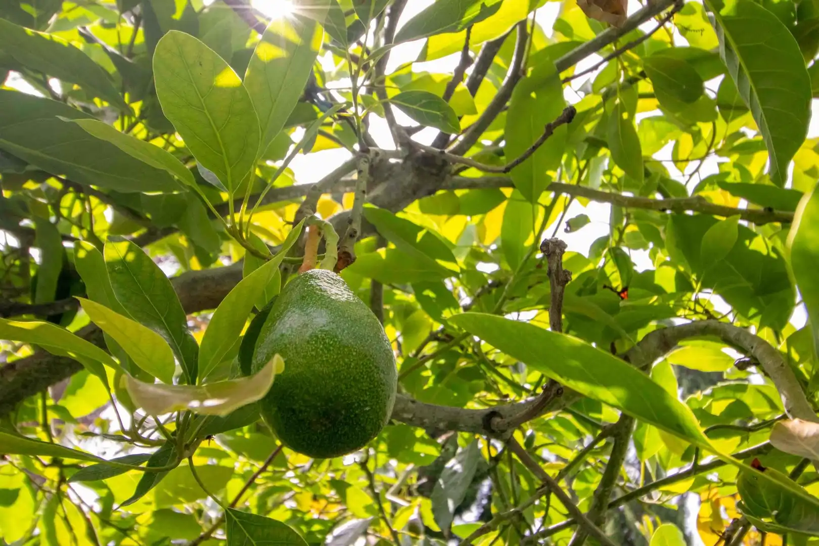 Jardí de Casa o xalet en venda en Icod de los Vinos amb Jardí privat, Terrassa i Traster