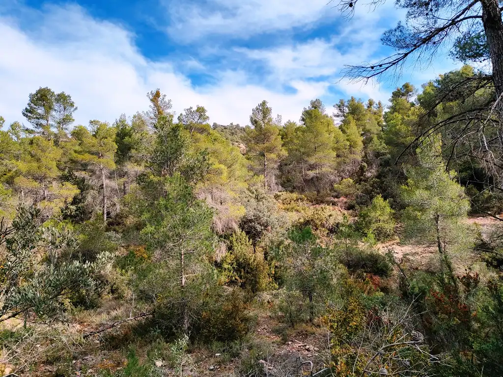 Terreni e lotti in vendita a Valderrobres, imagen 4