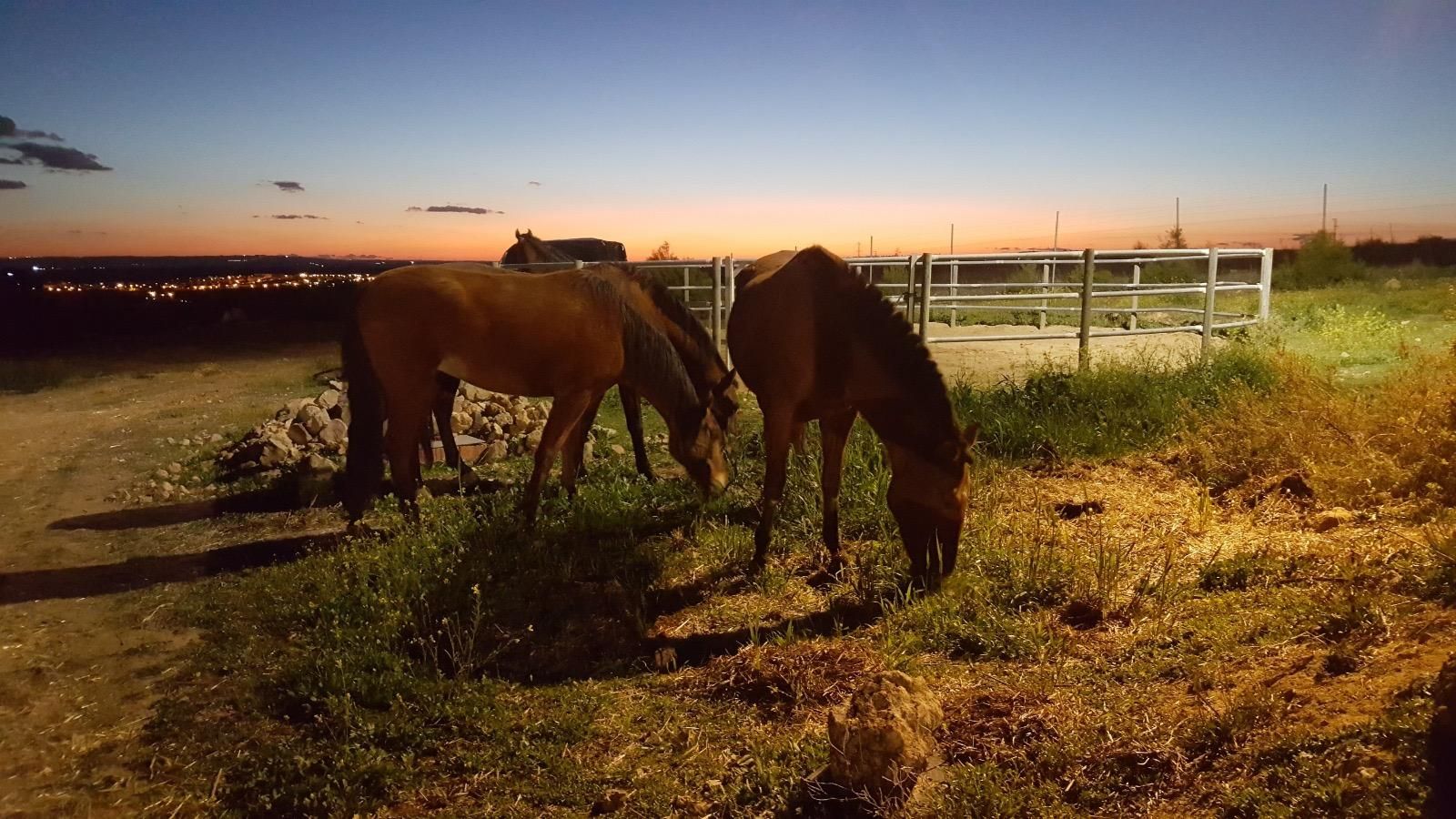 Exterior view of Country house for sale in Burguillos  with Alarm