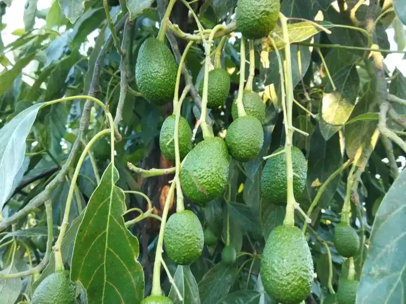 Jardí de Finca rústica en venda en Benamargosa amb Aire condicionat, Piscina i Balcó