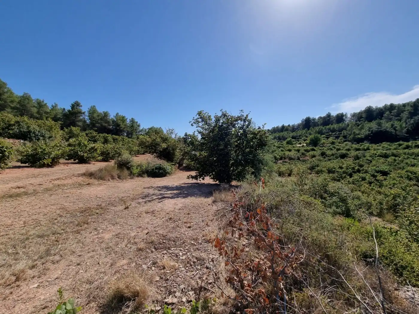 Terrain rustique à vendre à Tivissa, imagen 16