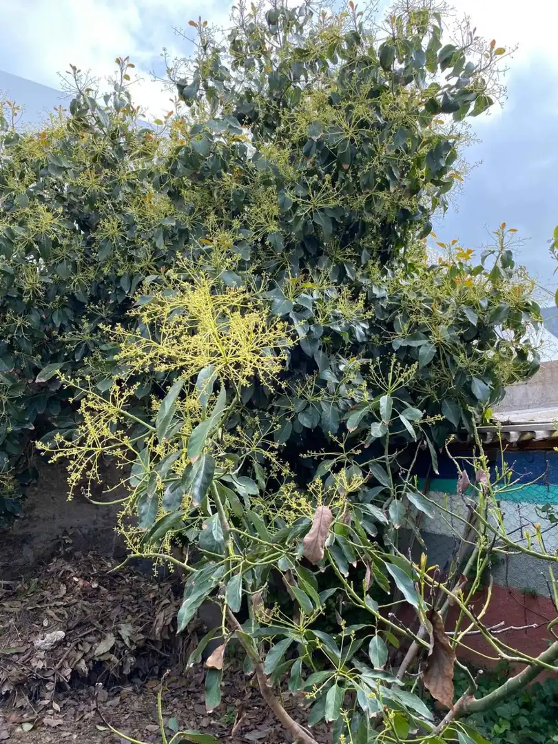 Jardí de Casa o xalet en venda en Buenavista del Norte