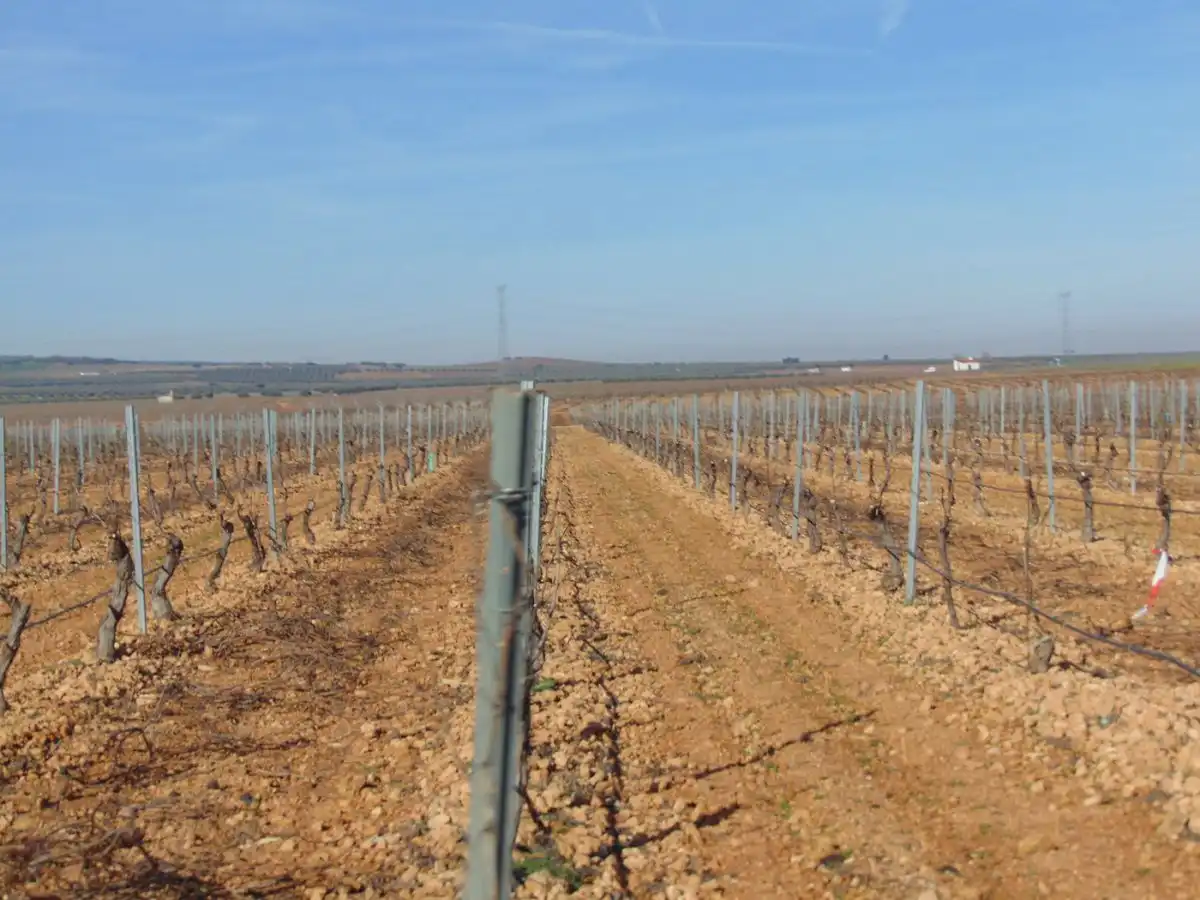Rural land for sale in Valdepeñas, imagen 26