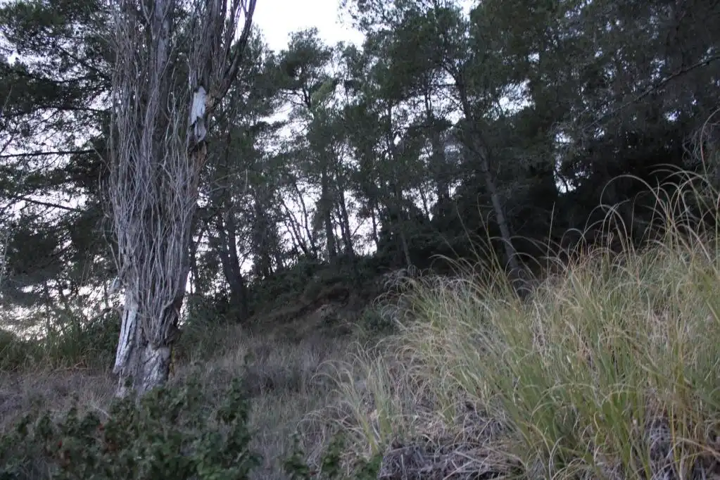 Terreny rústic en venda a ALDEA DE VALLFLOR, imagen 6