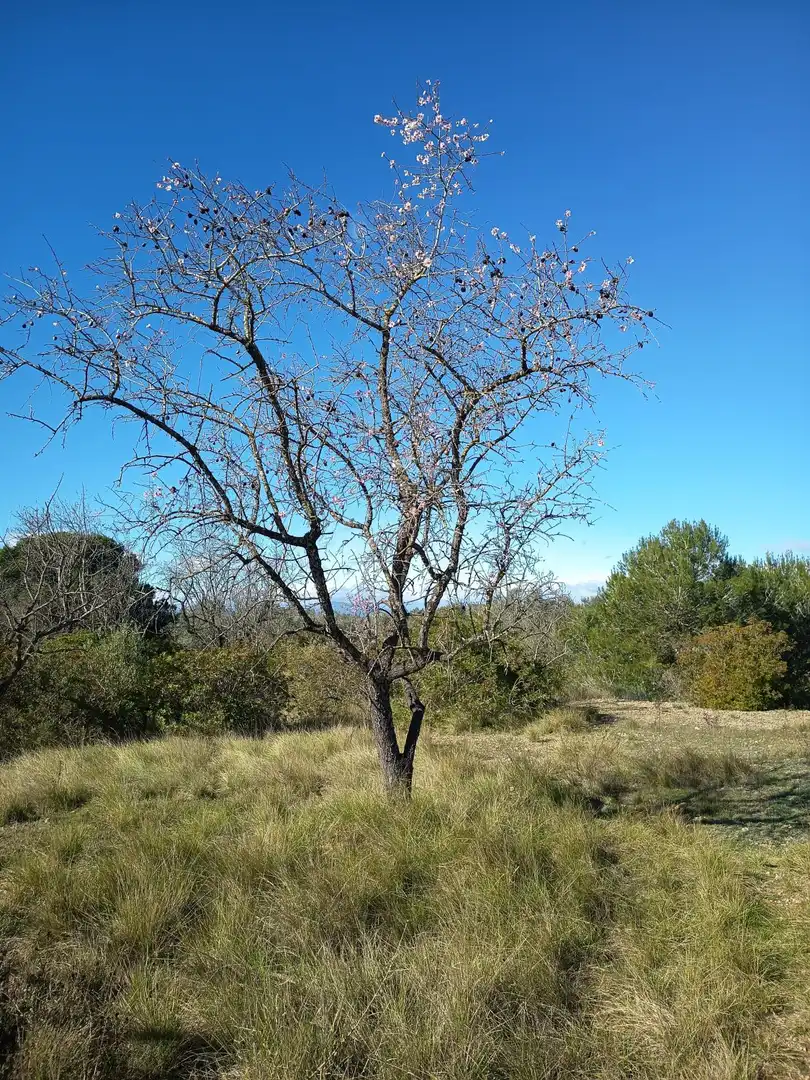 Finca rústica en venda en Ulldecona