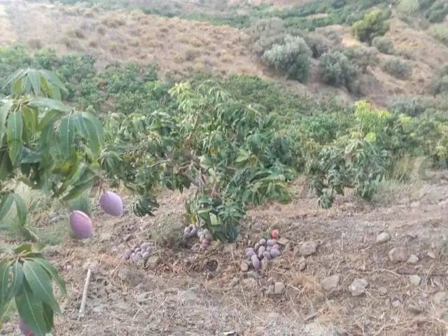 Terreni e lotti in vendita a Frigiliana, imagen 2