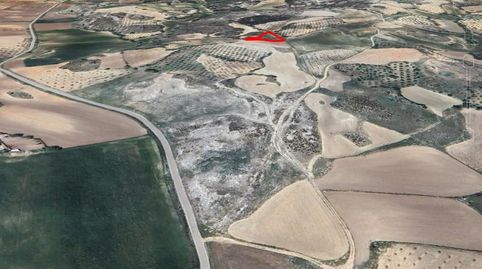 OLIVAR CERCA DEL PUEBLO, PARA CONSUMO PROPIO, RECREO, immagine 5