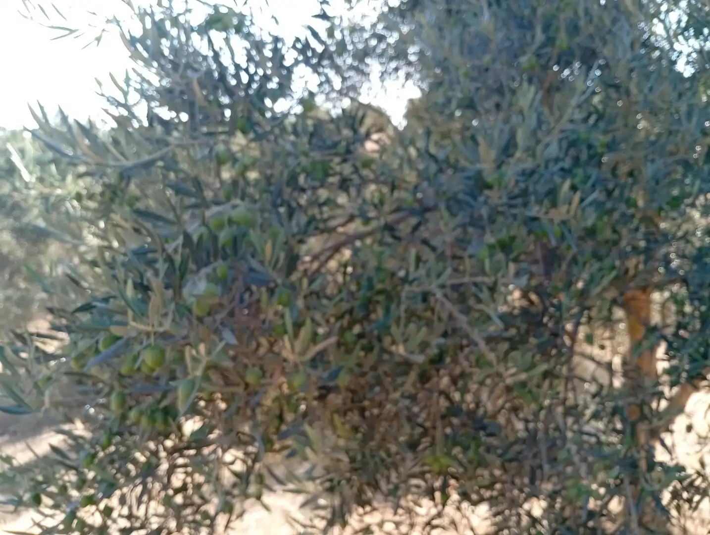 Garten von Grundstücke zum Verkauf in Valle de Abdalajís