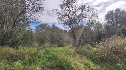 Finca Rúst. en venta en Ulldecona., imatge 3