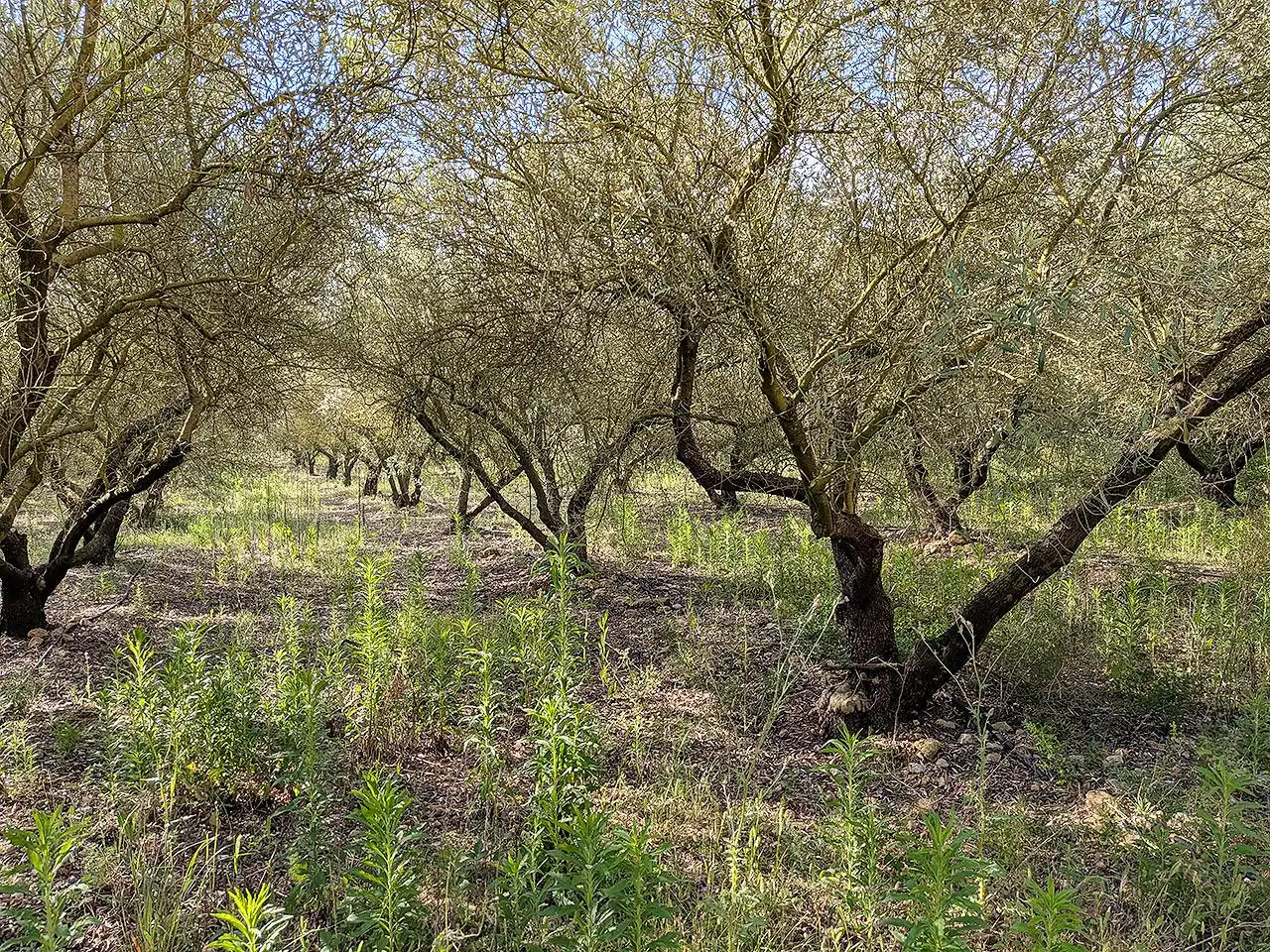 Country homes for sale in Ulldecona  with Terrace, Storage room and Swimming Pool