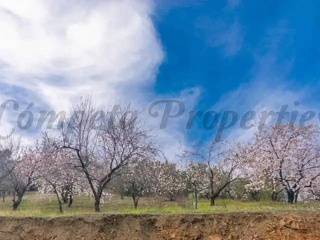 Terreni e lotti in vendita a Árchez, imagen 5