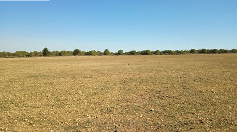 Se venden 11 hectareas de tierra de secano en el paraje La Cinta Negra Tomelloso, immagine 3