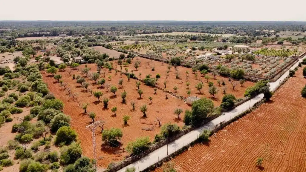 Terreno rustico in vendita a Llucmajor pueblo, imagen 5
