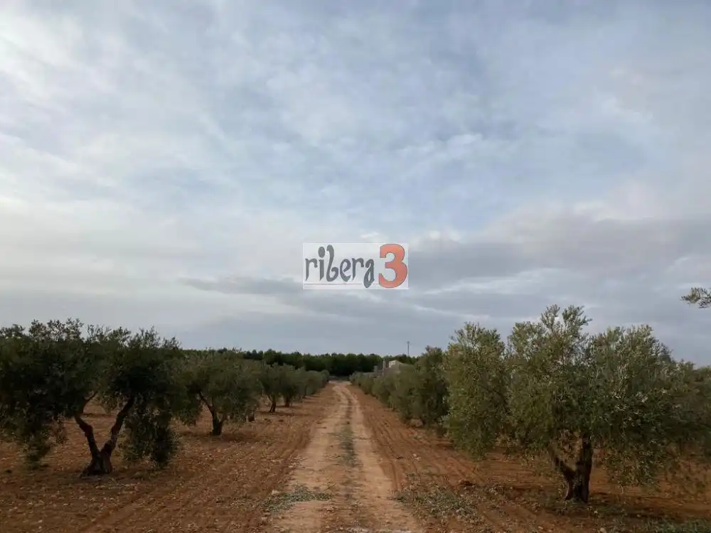 Finca rústica en venda a PARAJE CORRAL DE NARRO, Pozohondo