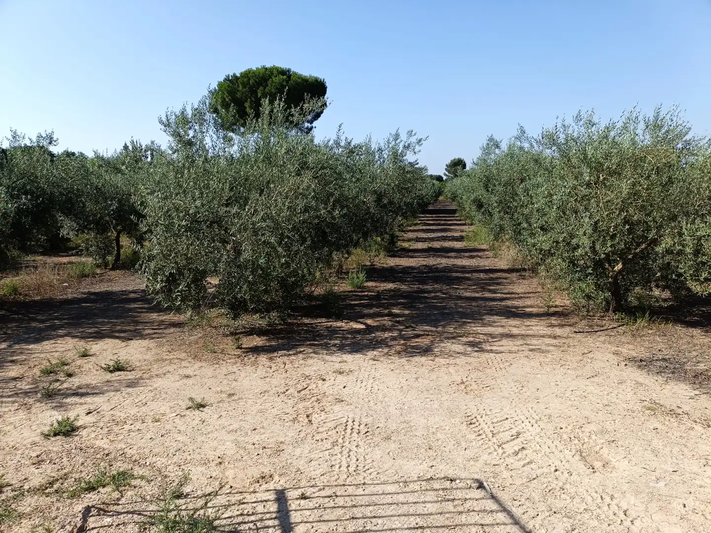 Terreni e lotti in vendita a Villanueva del Ariscal, imagen 10