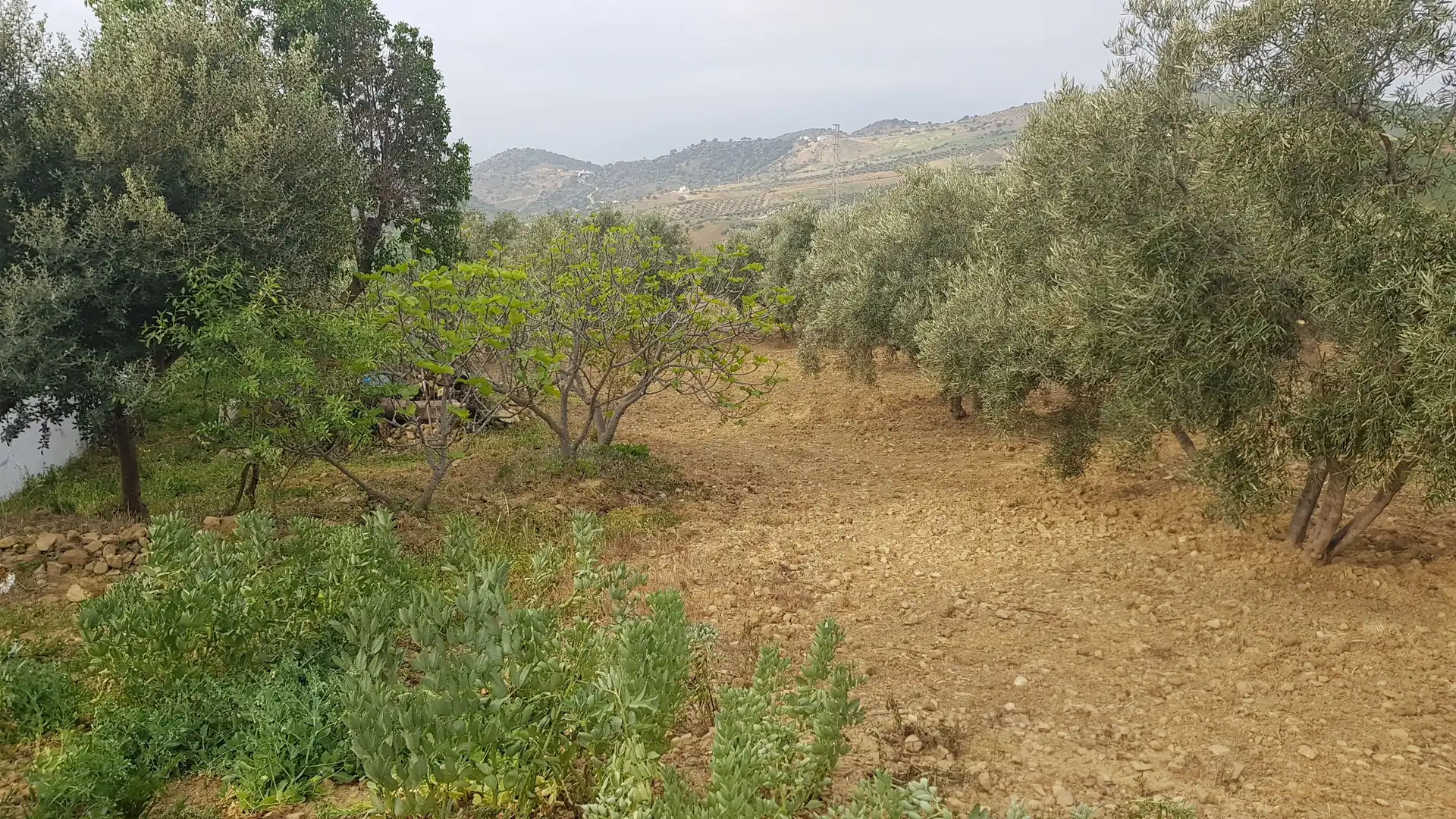 Finca rústica en venda en Almogía amb Terrassa