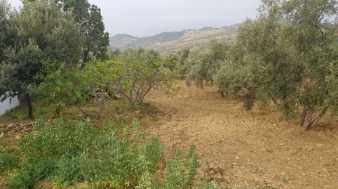 Foto 5 de Finca rústica en venda a Almogía, Málaga