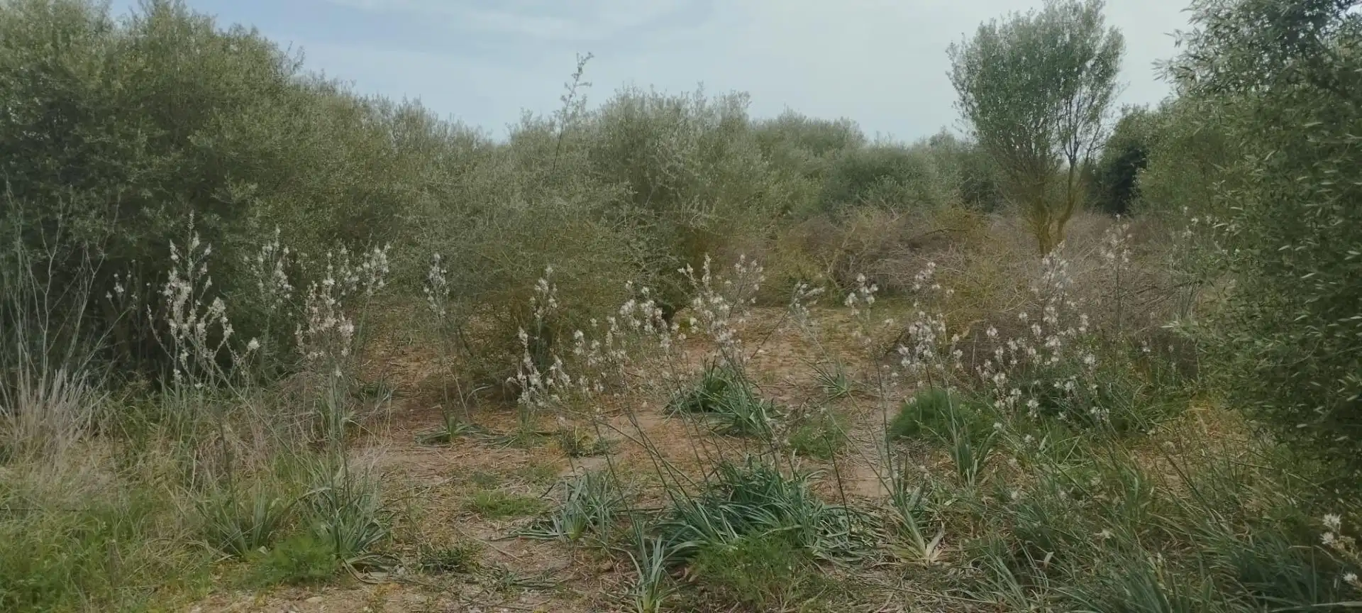 Rural land for sale in Felanitx Poble, imagen 3