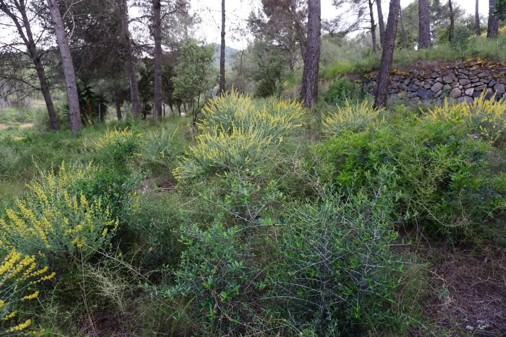 Terreno residenziale in vendita a Calle Ferreteries, imagen 22