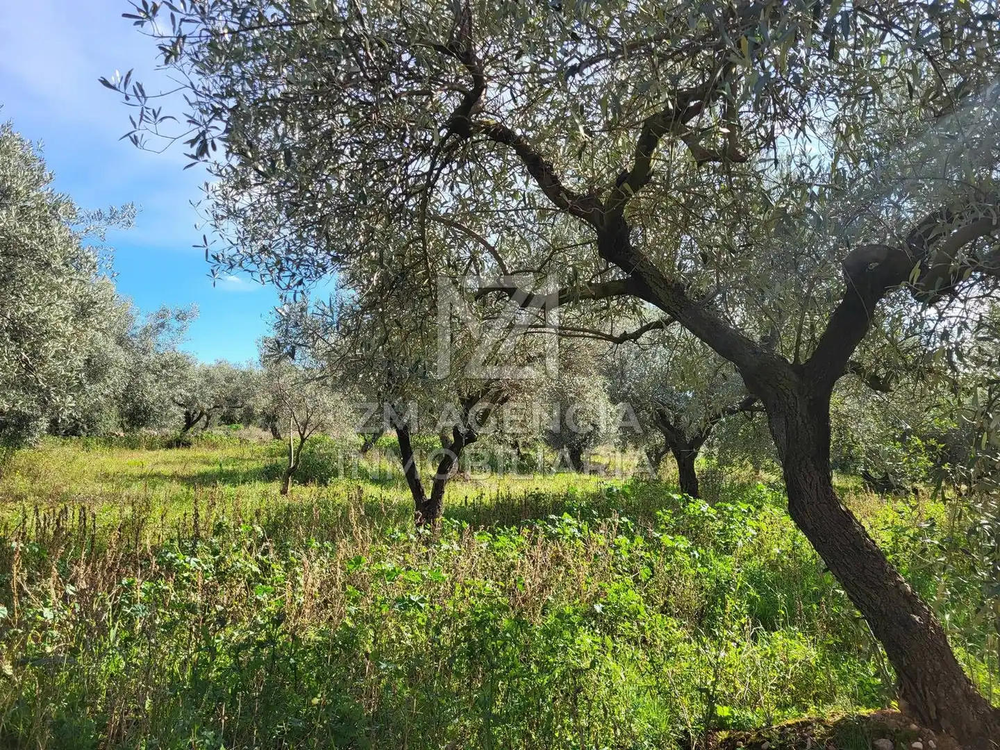 Rural land for sale in Vilagrós, imagen 2