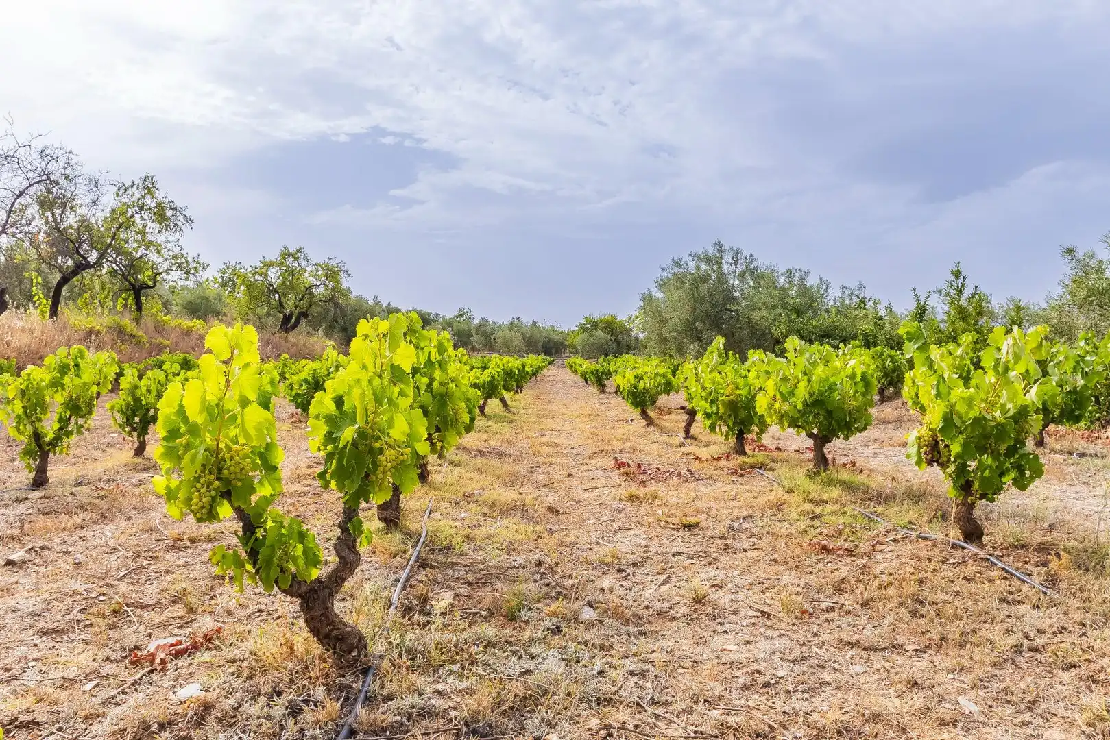 Country homes for sale in Abrucena  with Storage room