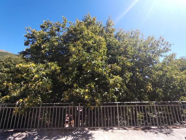 Terreno residencial en Venta en Calle El Cerrillo, 64 en Casillas