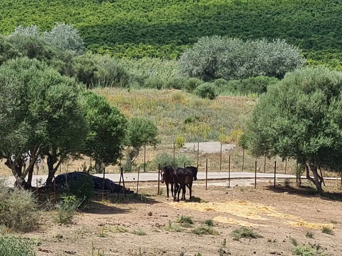 Finca rústica en venda en San Martín del Tesorillo amb Piscina
