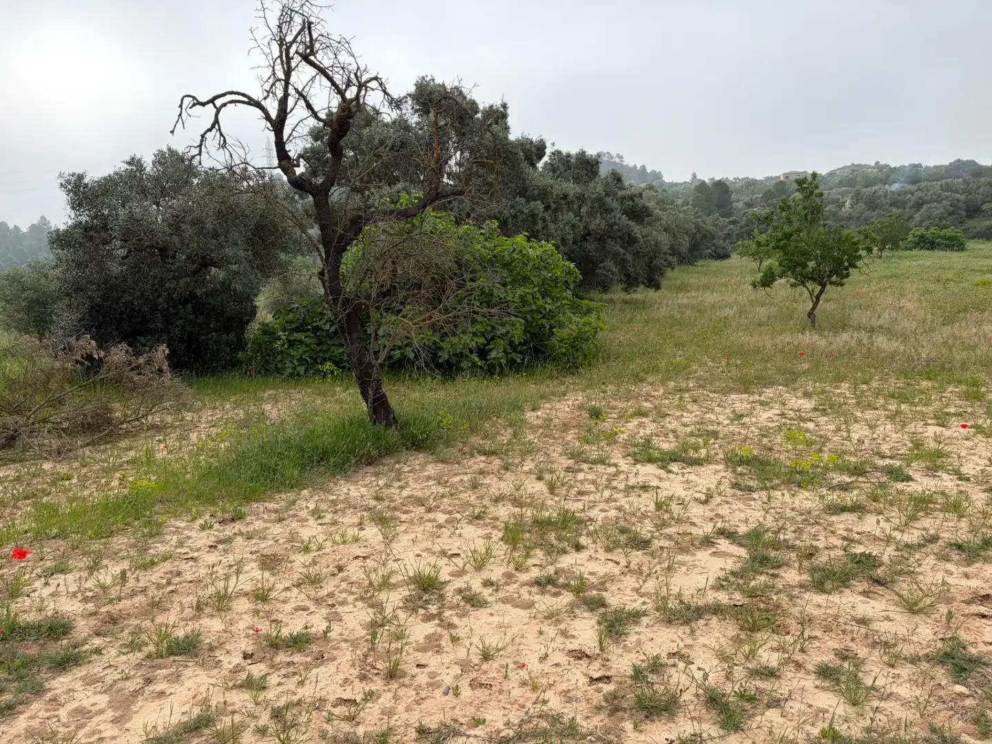 Terreno rustico in vendita a Ascó, imagen 3