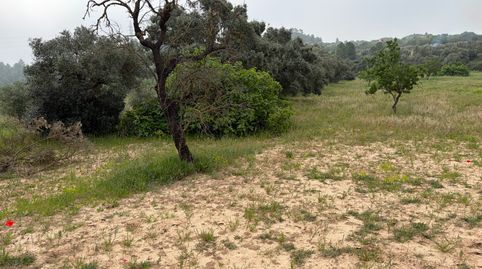 Parcela agrícola rústica en venta: un remanso de paz en el campo., immagine 3